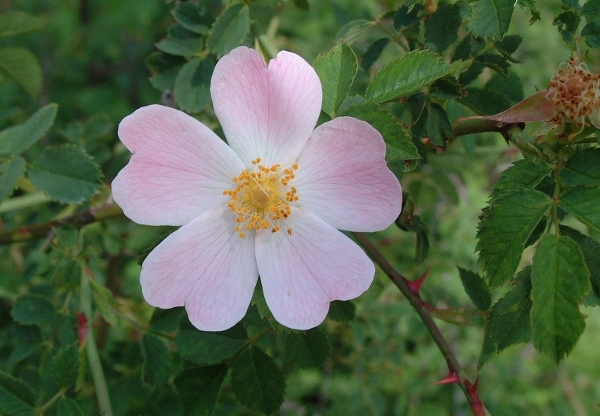 rose selvatiche